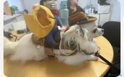 Chihuahua dogs for sale: One left! KC Reg Chihuahua Puppies-  Ready Now - Image 16