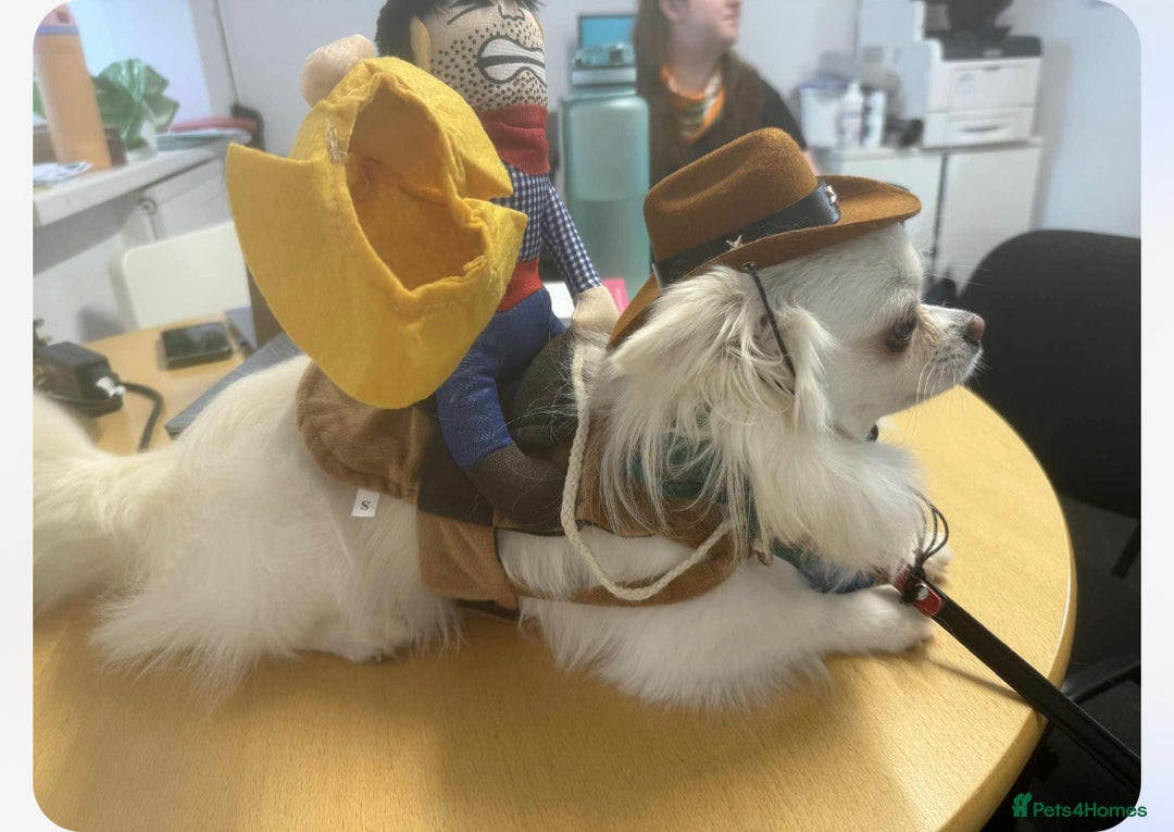 Chihuahua dogs for sale: One left! KC Reg Chihuahua Puppies-  Ready Now - Image 16