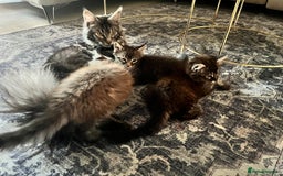 Maine Coon cats for sale: Maine Coon Kittens for Sale 4 Boys Left  - Image 15