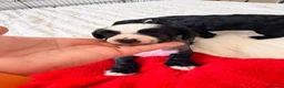 Chinese Crested dogs for sale: Pure breed Chinese Crested  - Advert 10