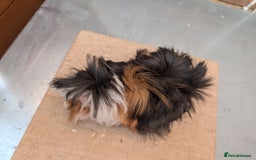 Guinea Pig rodents for sale: Longhaired Guinea Pigs- 2 sows, 1 boar - Image 10