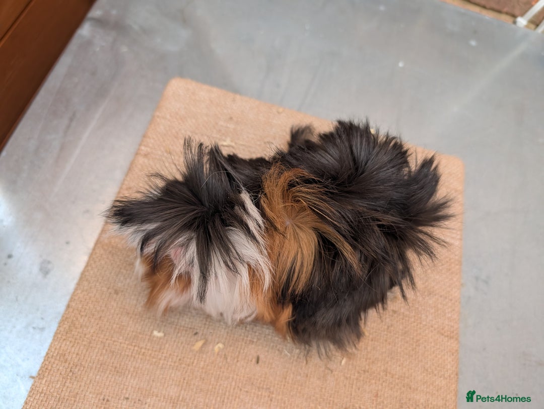 Guinea Pig rodents for sale: Longhaired Guinea Pigs- 2 sows, 1 boar - Image 10
