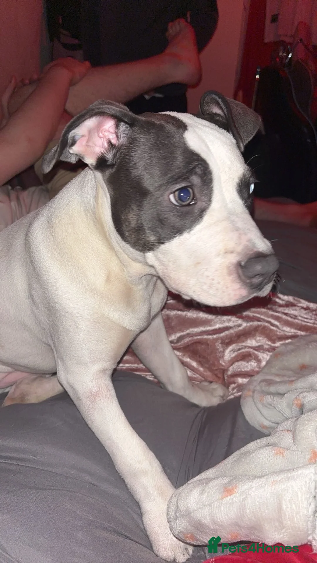 Staffordshire Bull Terrier dogs for sale: 1 year old king Irish staff 500.  in London - Advert 2