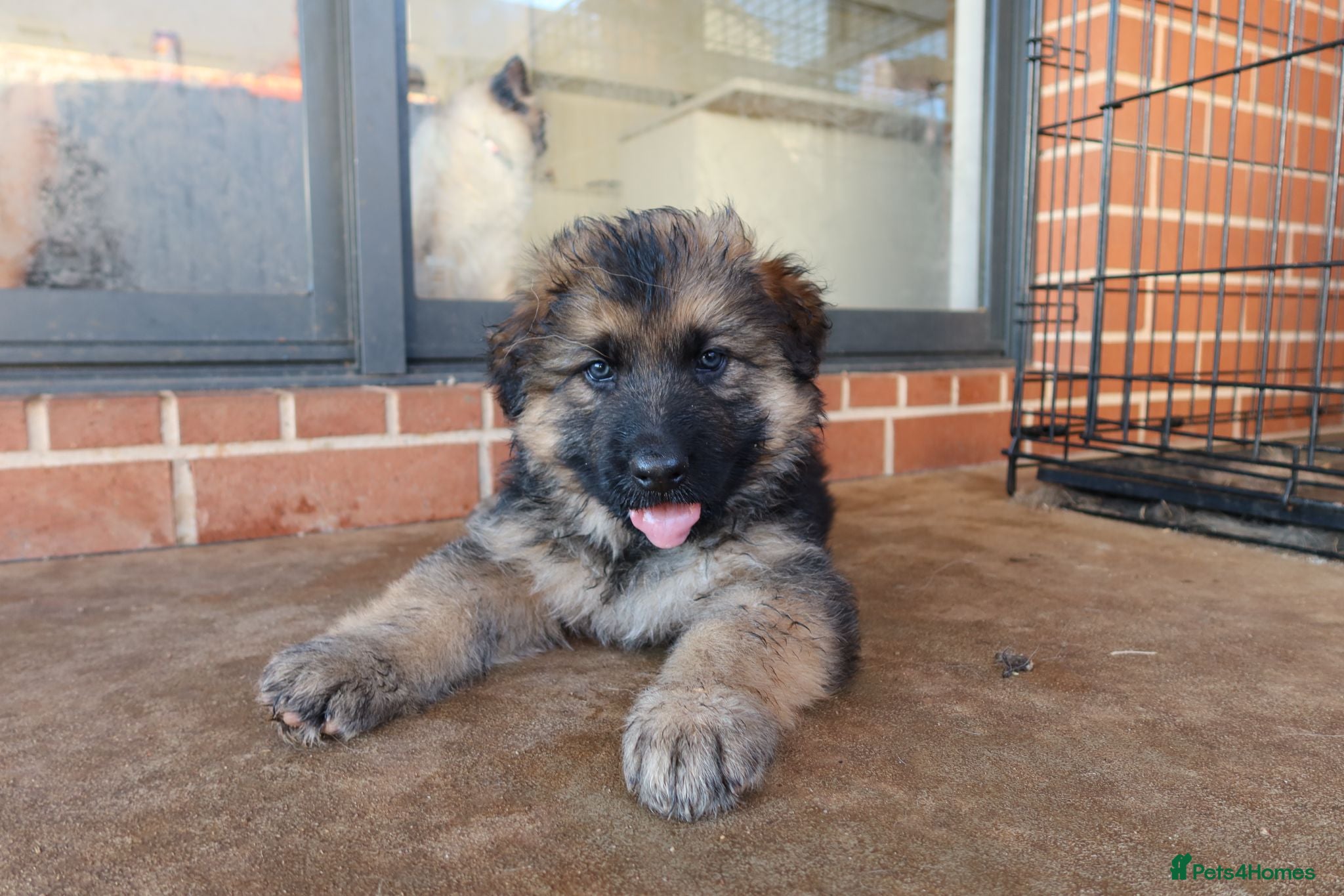 German Shepherd dogs German Shepherd Puppies - For sale - Advert 14