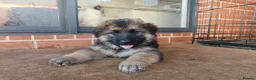 German Shepherd dogs for sale: German Shepherd Puppies - For sale in London - Advert 1