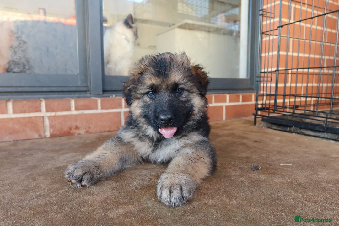 German Shepherd dogs for sale: German Shepherd Puppies - For sale in London - Advert 1
