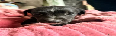 Lurcher 1