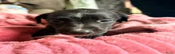 Lurcher dogs for sale: Lurcher  - Advert 12