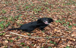 Cocker Spaniel dogs for sale: Working Cocker Spaniel Puppies  - Image 4