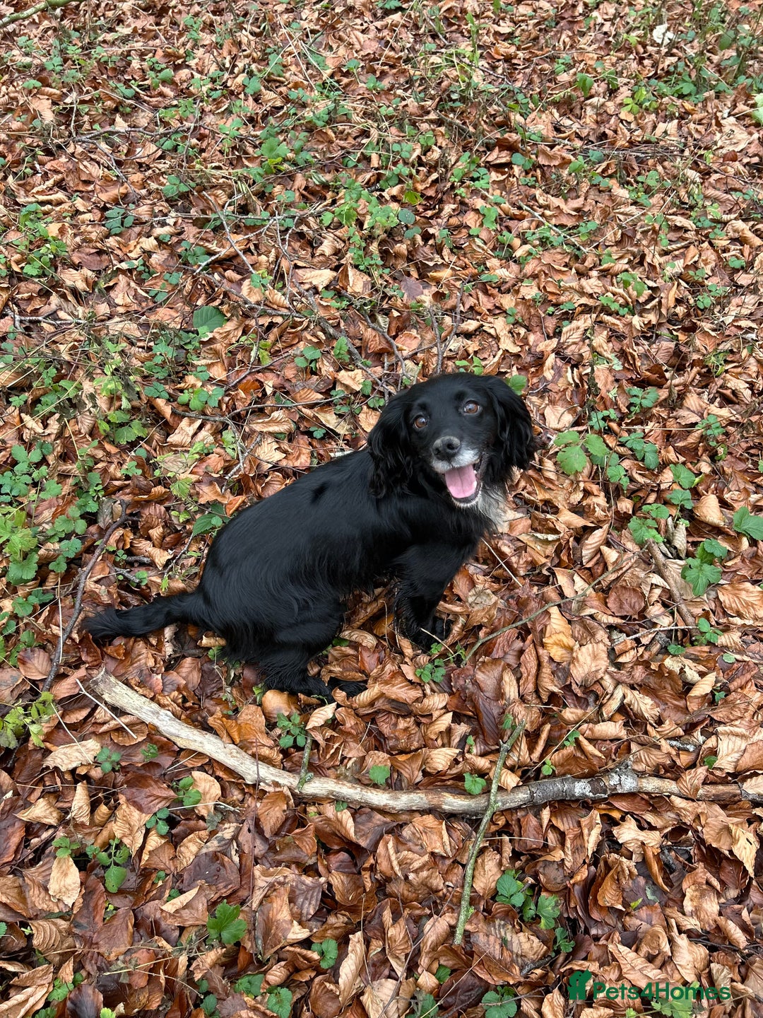Cocker Spaniel dogs for sale: Working Cocker Spaniel Puppies  - Image 4