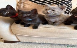 British Shorthair cats for sale: Rare black smoke British short hair kittens - Image 7