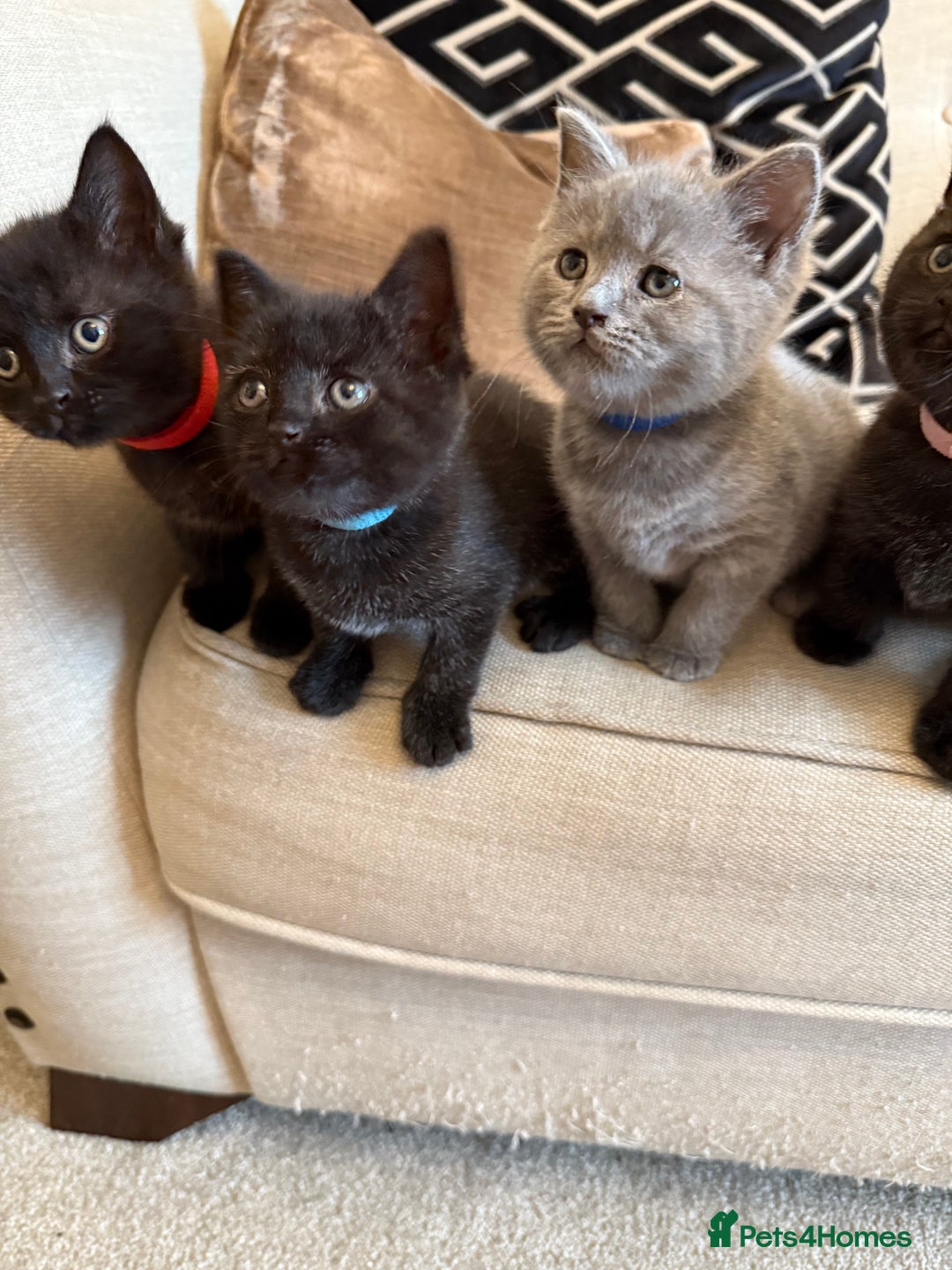 British Shorthair cats for sale: Rare black smoke British short hair kittens - Image 7
