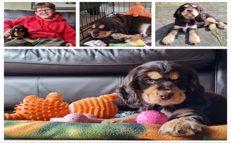 Cocker Spaniel dogs - Advert 6