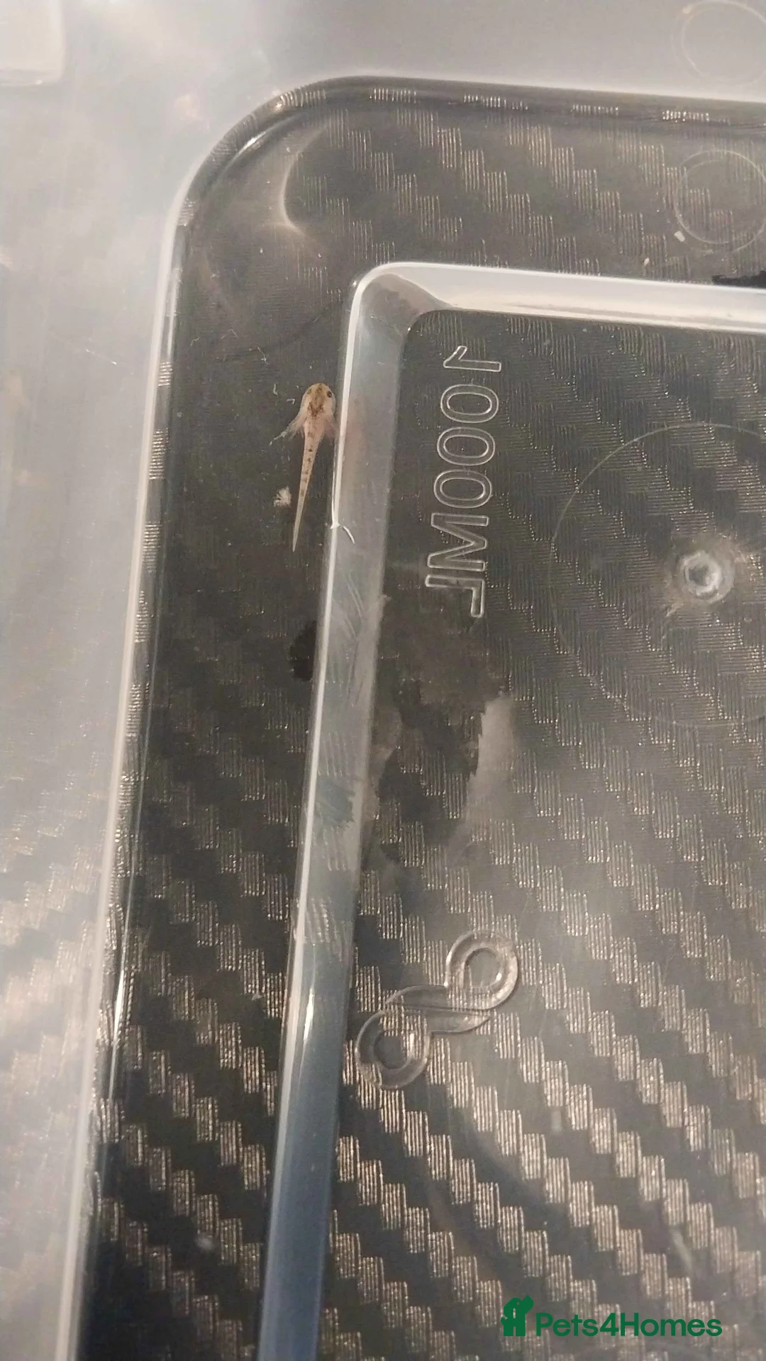 Axolotl reptiles for sale: baby axolotls - Advert 3