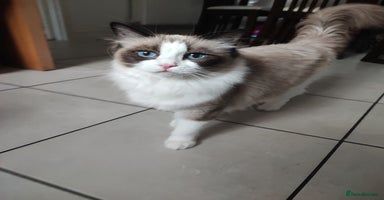 Ragdoll cats - Advert 8