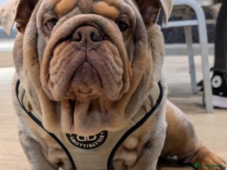 English Bulldog dogs Lilac merle English Bulldog Stud - Advert 1