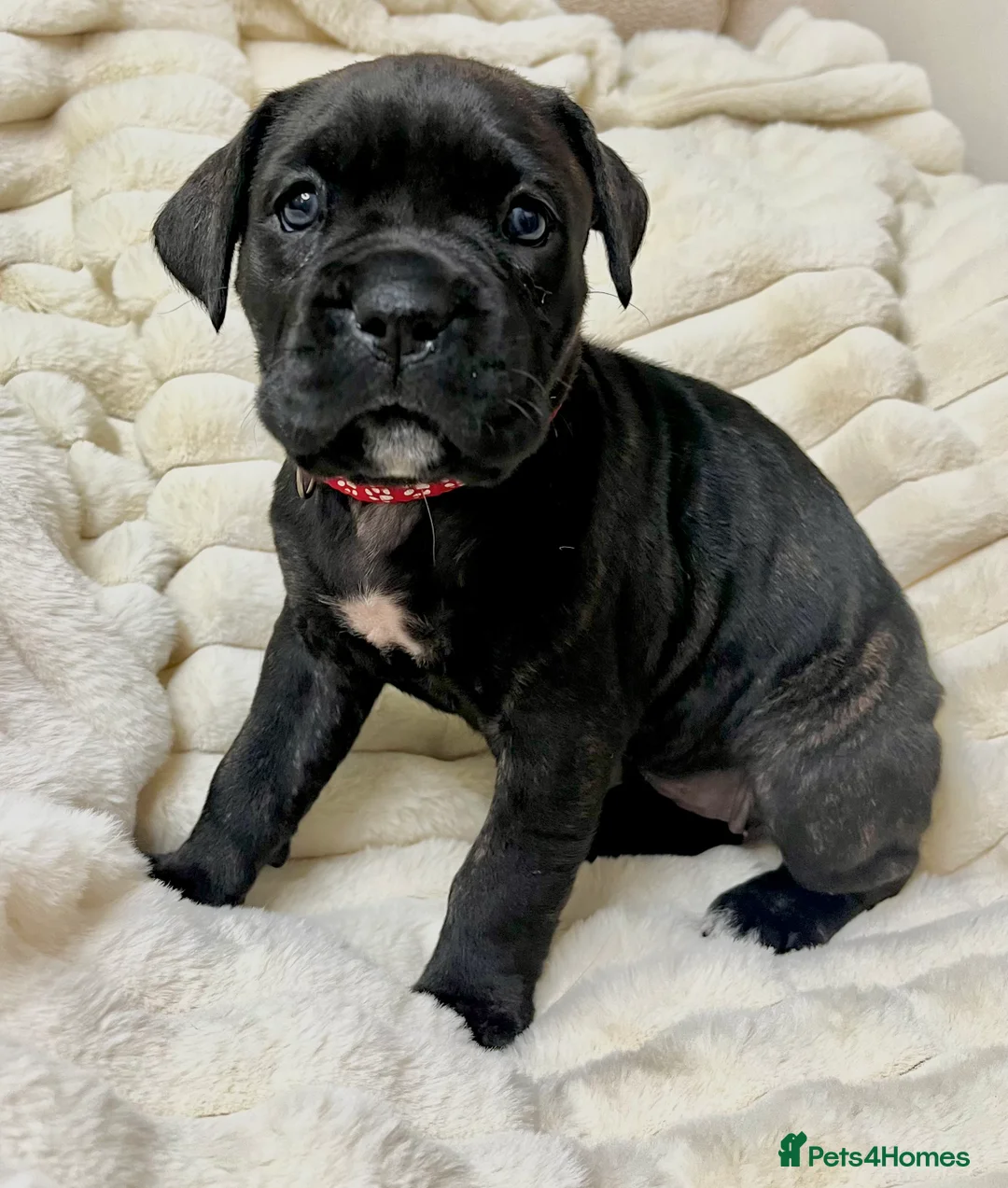 Cane Corso dogs for sale: Cane Corso Puppies  - Advert 13