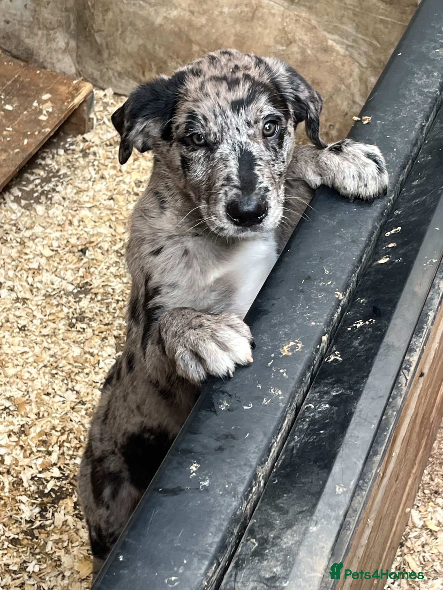 Borador dogs Beautiful Borador blue Merle / black pups - Advert 4