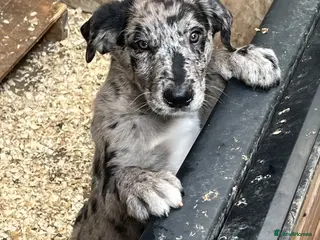Borador dogs Beautiful Borador blue Merle / black pups - Advert 4