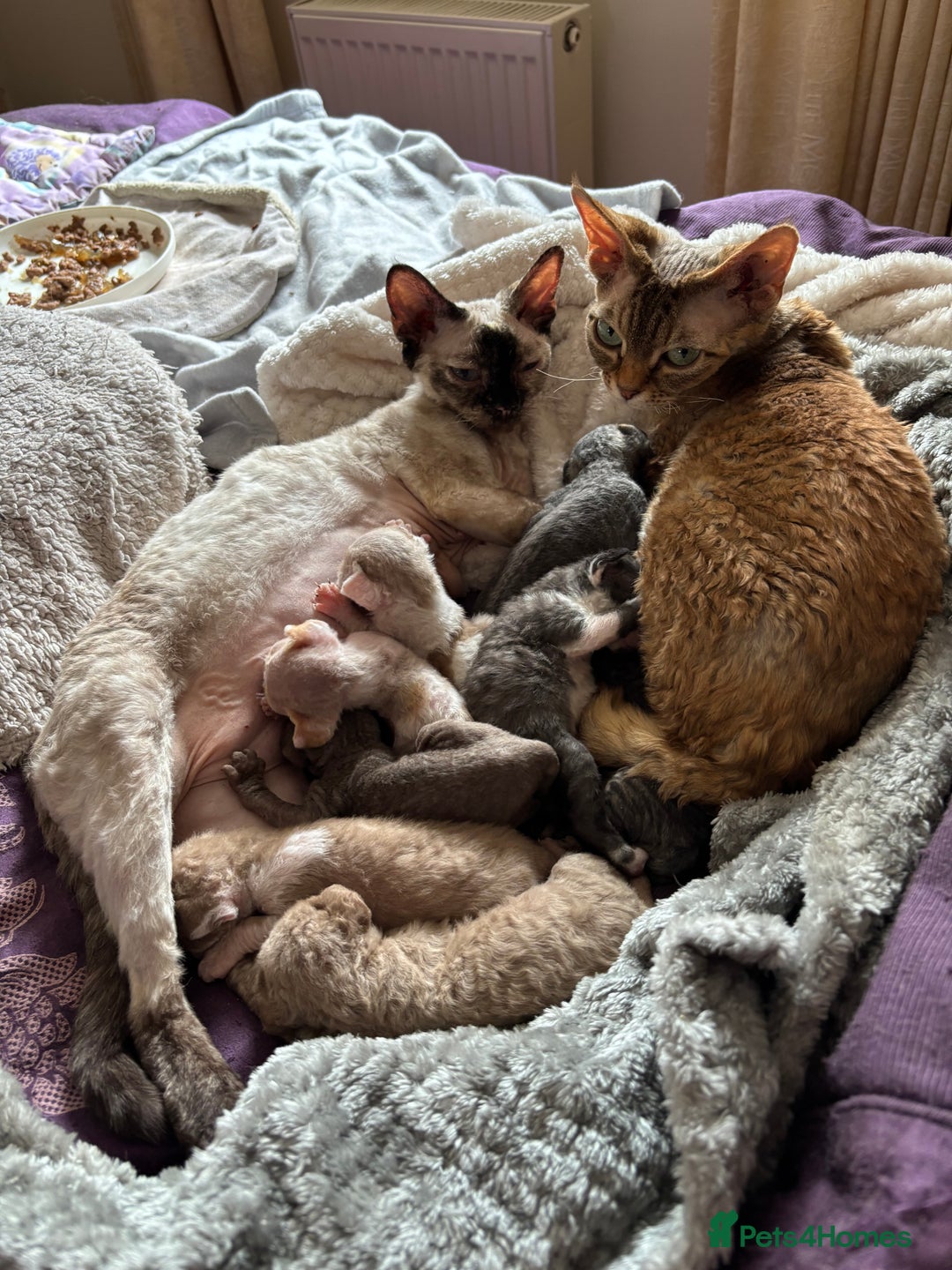 Devon Rex cats for sale: Devon Rex Kittens - Image 6