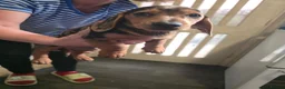 Dachshund dogs for sale: Dchshund miniature - Advert 29
