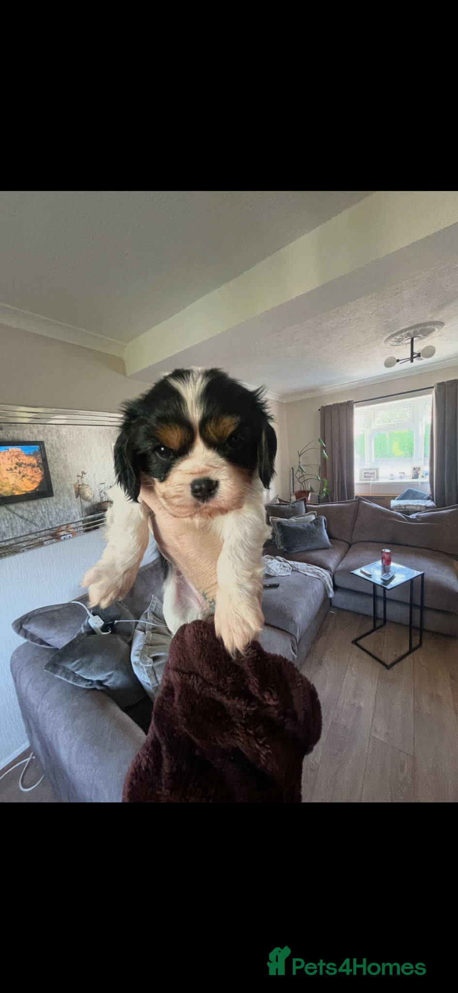 Cavalier King Charles Spaniel dogs Excellent pedigree cavalier pups  - Advert 2