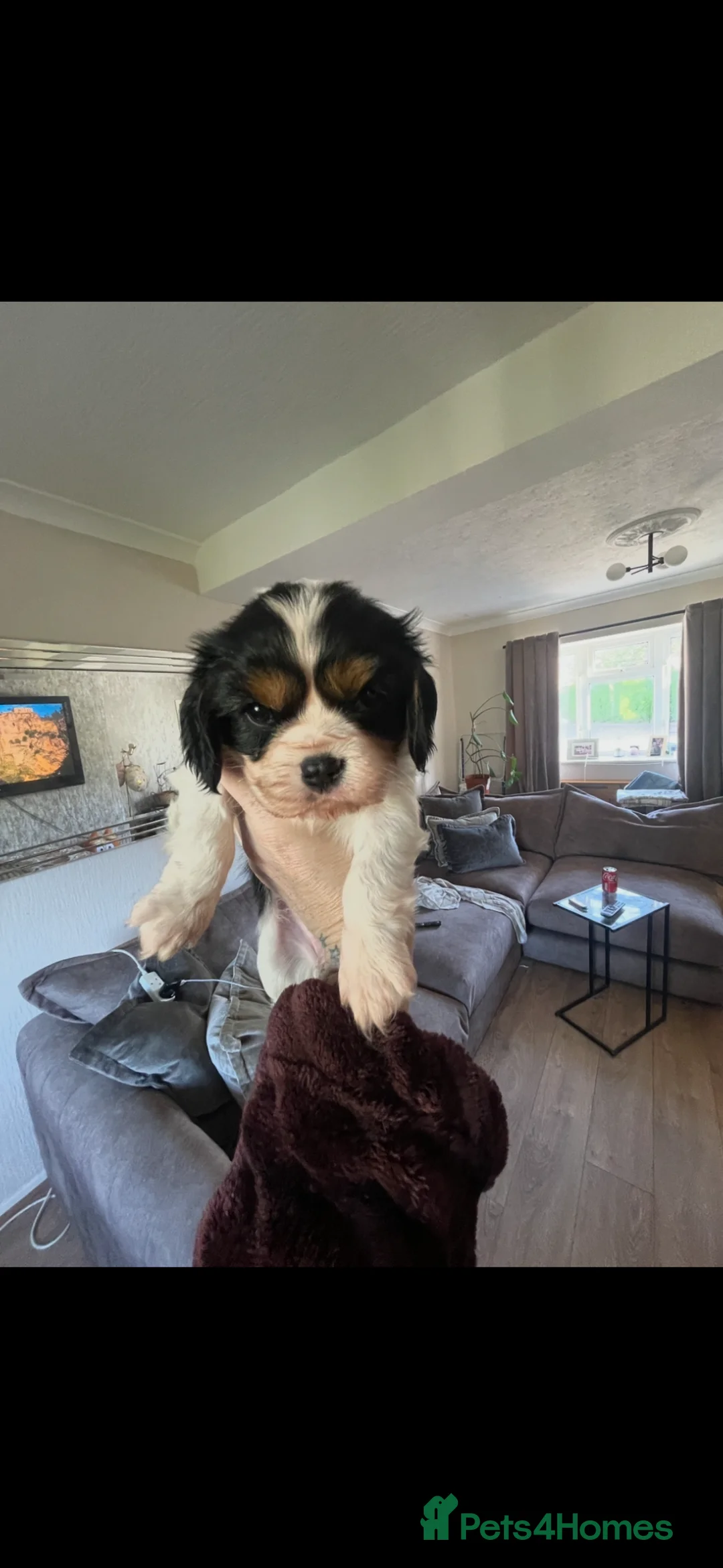 Cavalier King Charles Spaniel dogs for sale: Excellent pedigree cavalier pups  - Advert 1