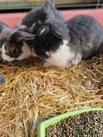 Lionhead rabbits Mini lop bucks (not lionhead using old add) - Advert 4