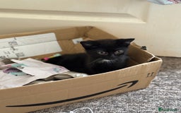 Mixed Breed cats for sale: Beautiful kittens ready for new home  - Image 8