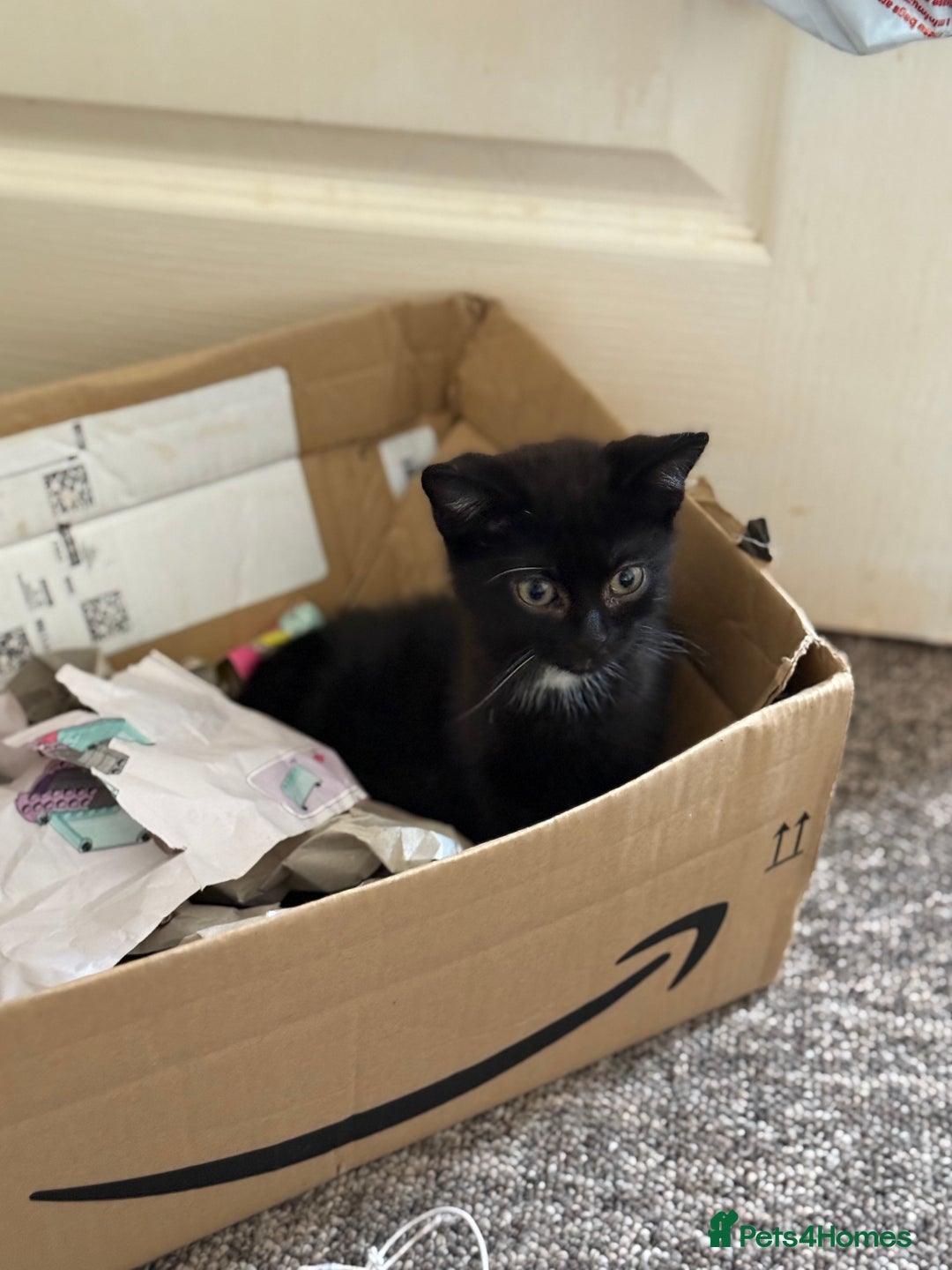 Mixed Breed cats for sale: Beautiful kittens ready for new home  - Image 8