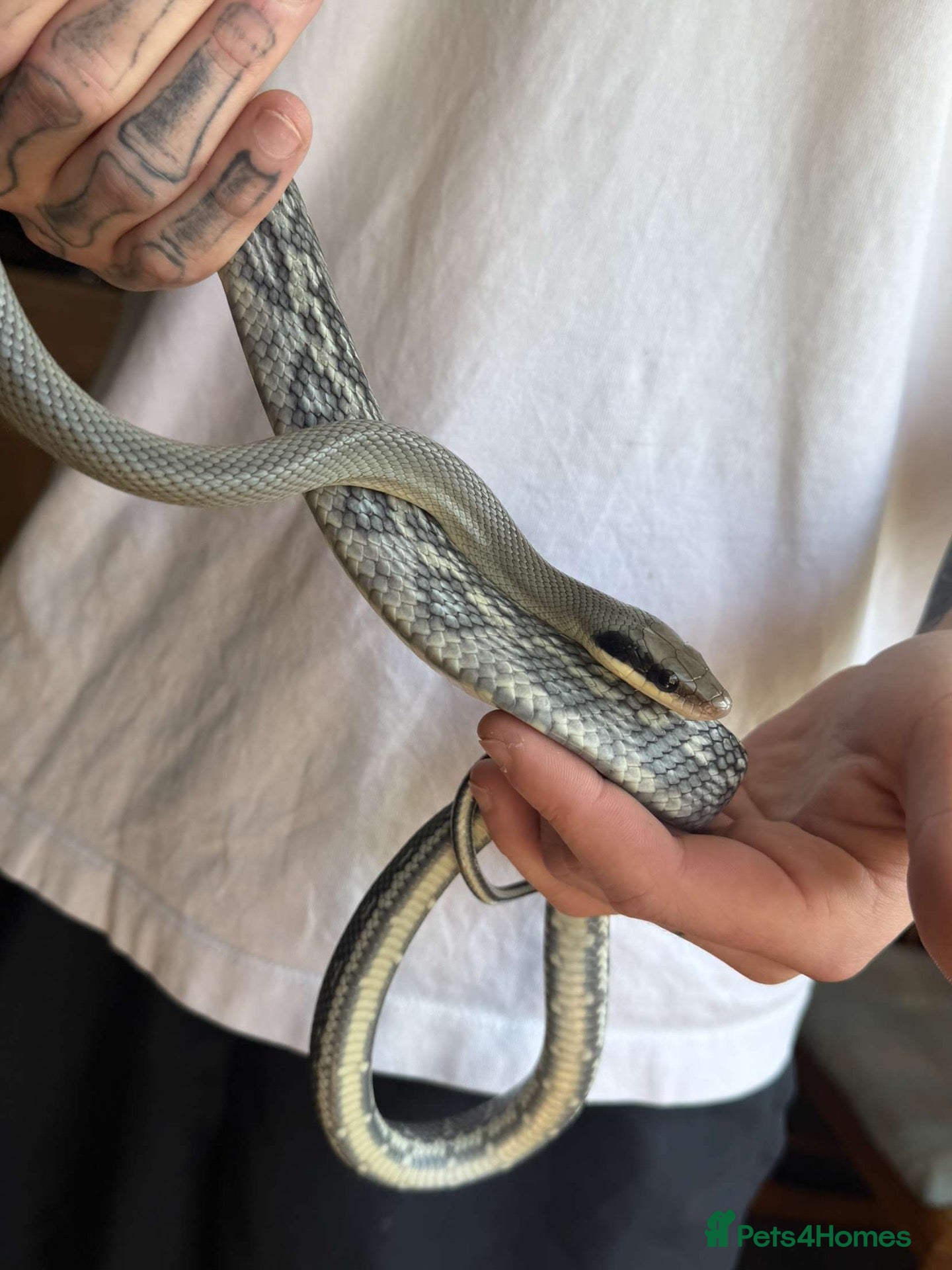 Rat Snake reptiles 14 month unsexed vietnamese blue beauty rat snake - Advert 2