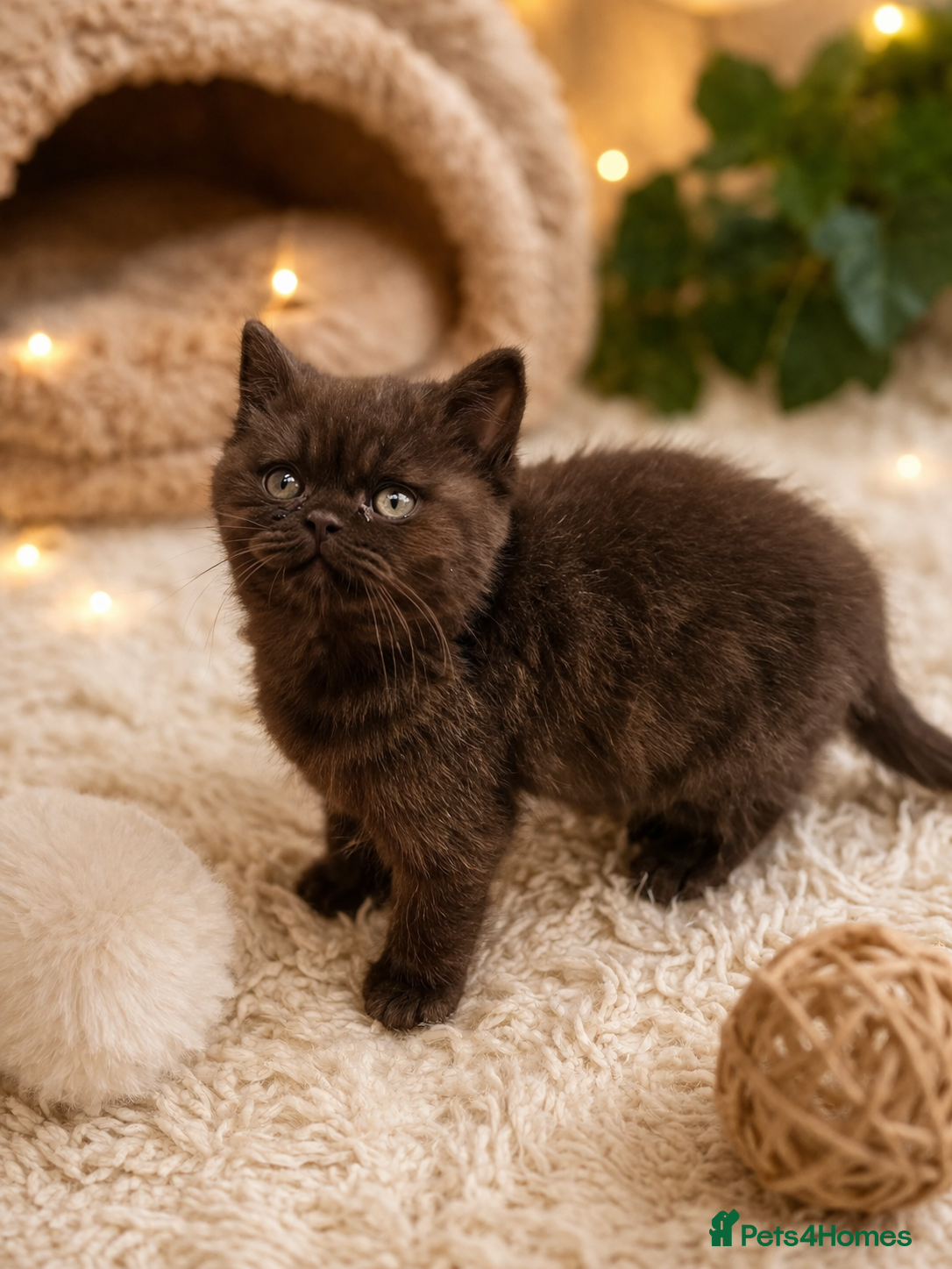 British Shorthair cats Stunning Lilac Point And Chocolate 8 Week Old  - Advert 2