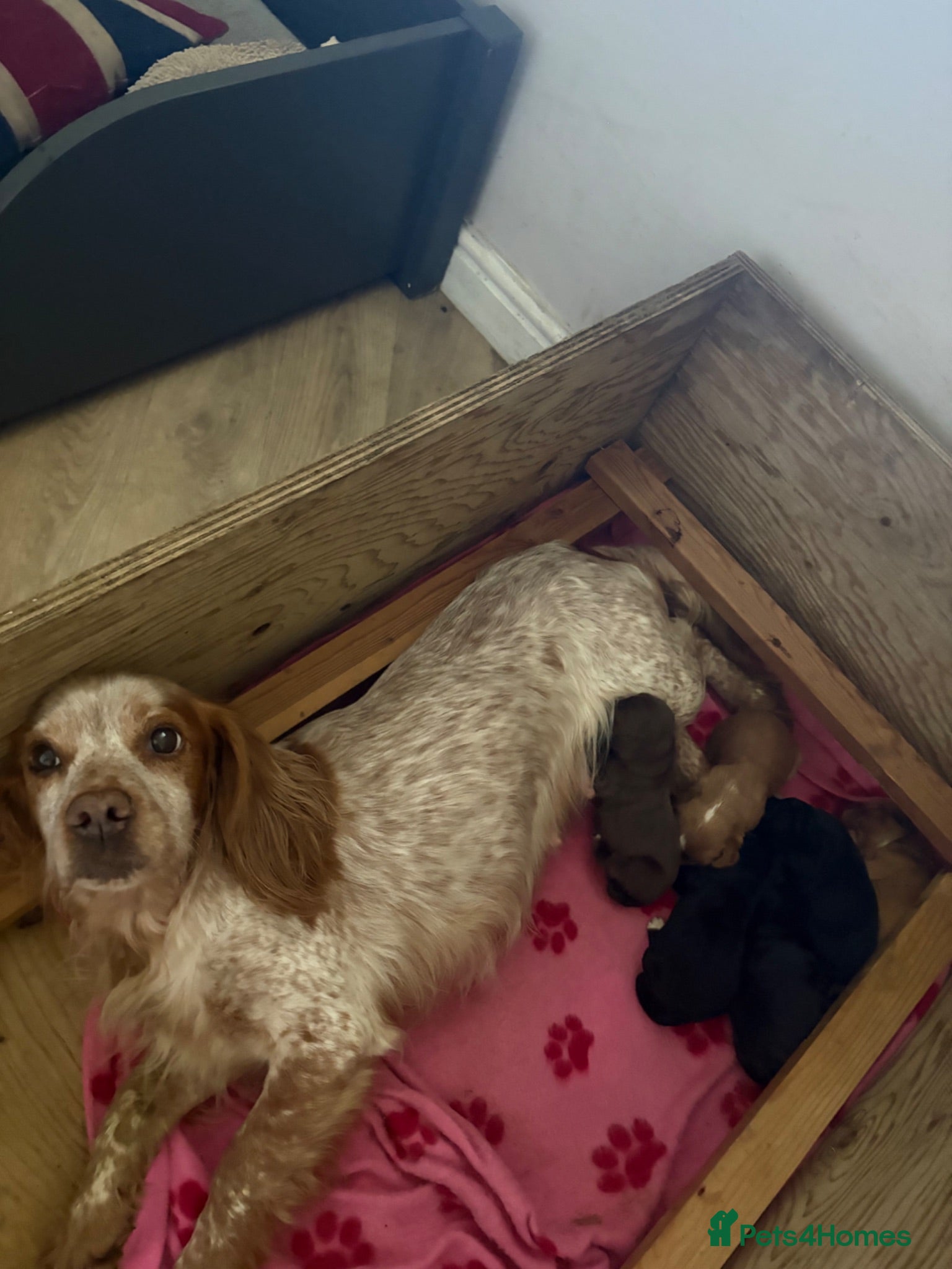Cocker Spaniel dogs Working Cocker spaniel puppies  - Advert 1