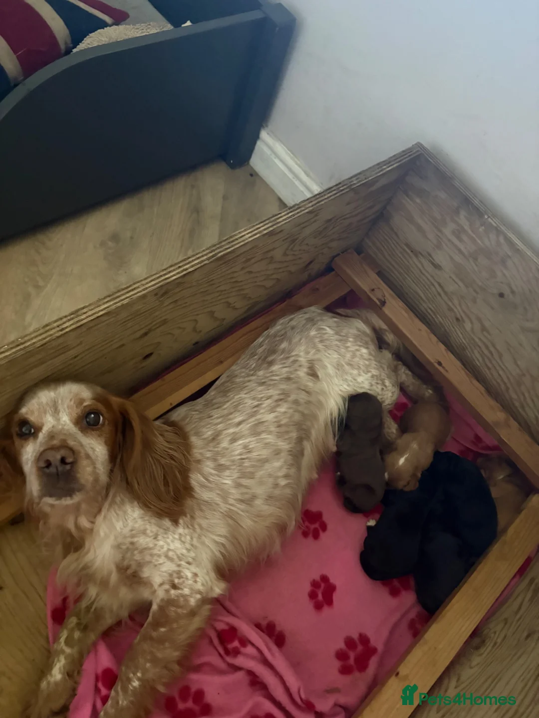 Cocker Spaniel dogs for sale: Working Cocker spaniel puppies  - Advert 1
