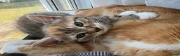 Mixed Breed cats for sale: Cute mixed breed kitten  in London - Advert 8