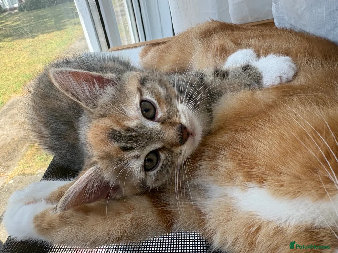 Mixed Breed cats for sale: Cute mixed breed kitten  in London - Advert 8