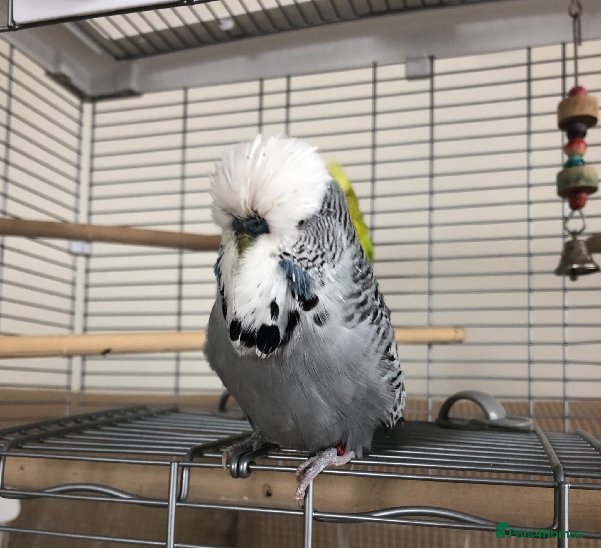 Budgerigars birds Tame Exhibition Budgie - Advert 1