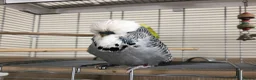 Budgerigars birds for sale: Tame Exhibition Budgie - Advert 1