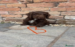 Cockapoo dogs for sale: F1 Adorable CockerPoo Puppies  - Image 19