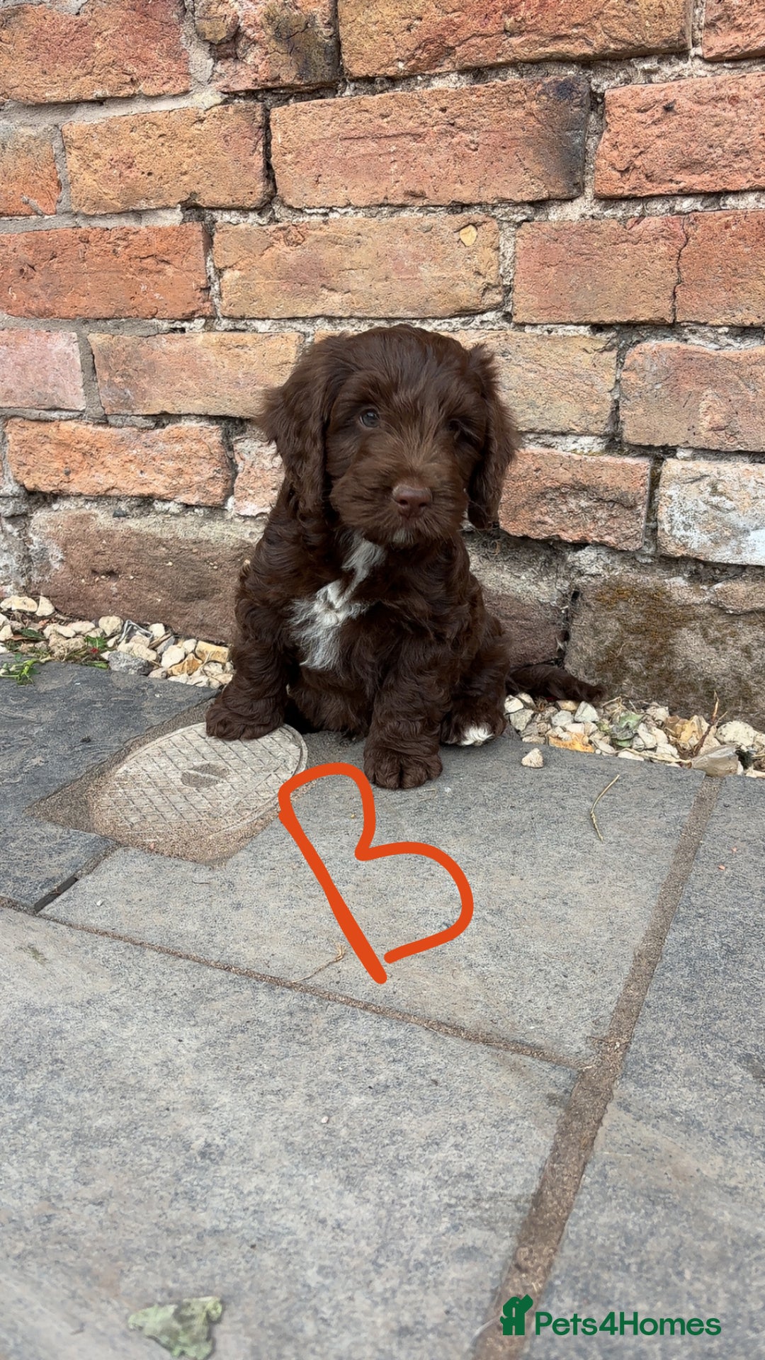 Cockapoo dogs for sale: F1 Adorable CockerPoo Puppies  - Image 19