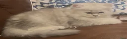 Persian cats for sale: Persian silver chinchilla kittens  - Advert 5
