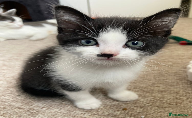 Mixed Breed cats - Advert 9