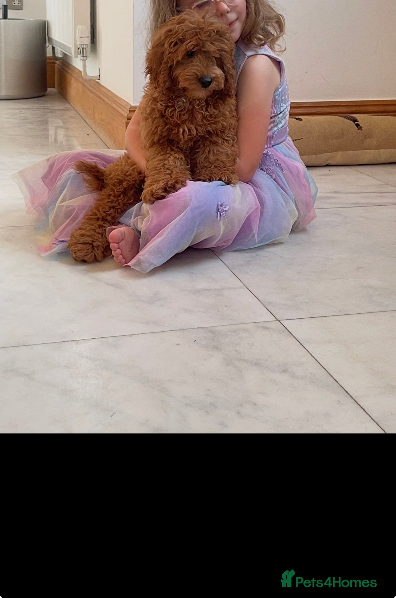 Cavapoochon dogs Beautiful Cavapoochons-fully vaccinated-Reduced - Advert 2