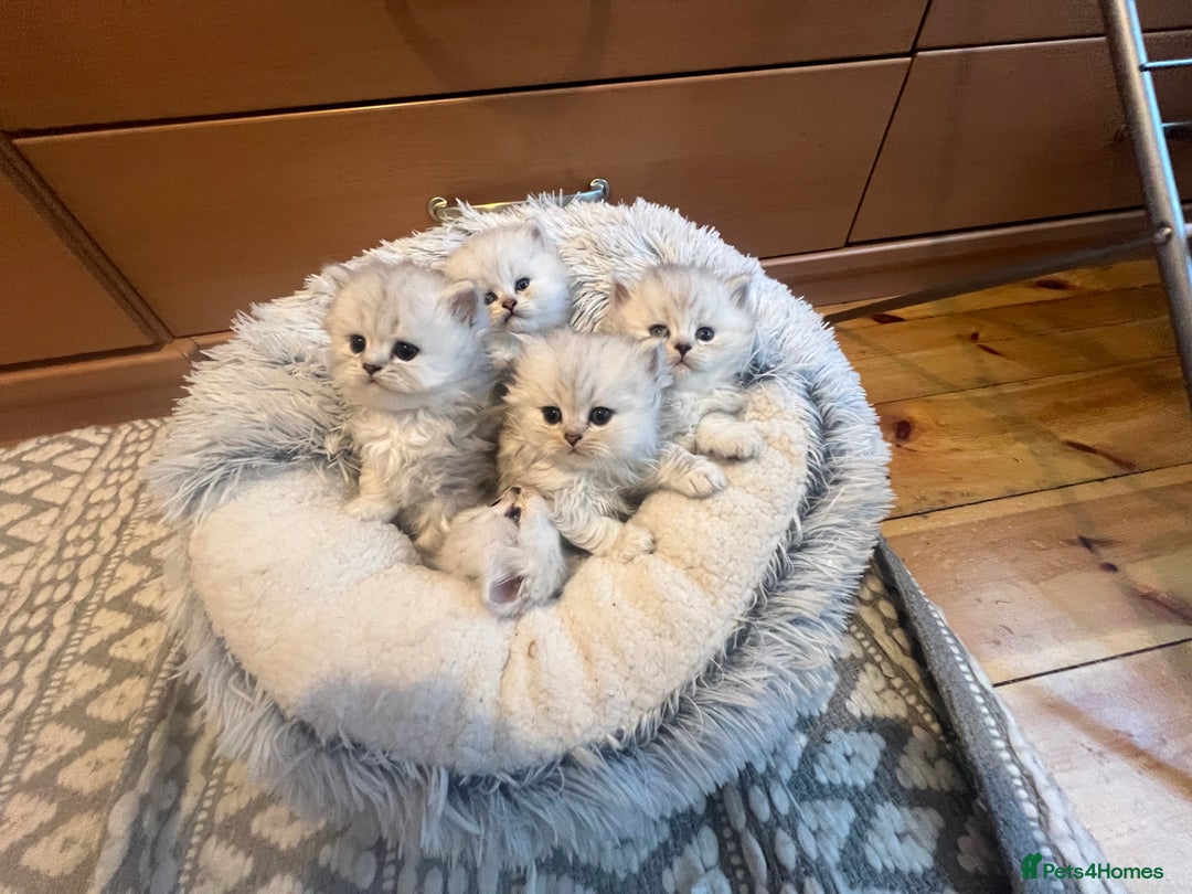 Persian cats for sale: Persian chinchilla kittens - Image 27