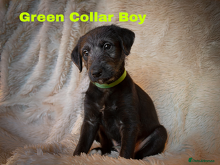 Mixed Breed dogs Beautiful bedlington whippet x lurcher puppies! - Advert 15