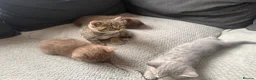 British Shorthair cats for sale: British short hair kittens - Advert 18
