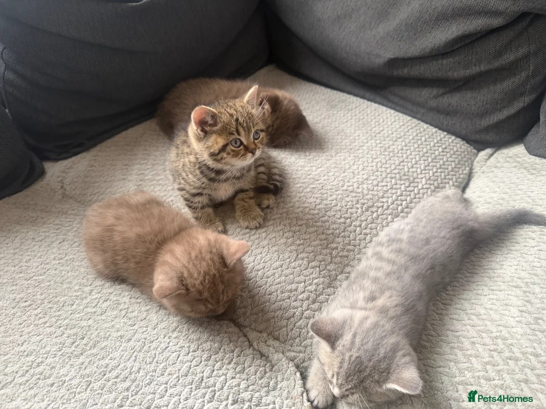 British Shorthair cats for sale: British short hair kittens - Advert 18