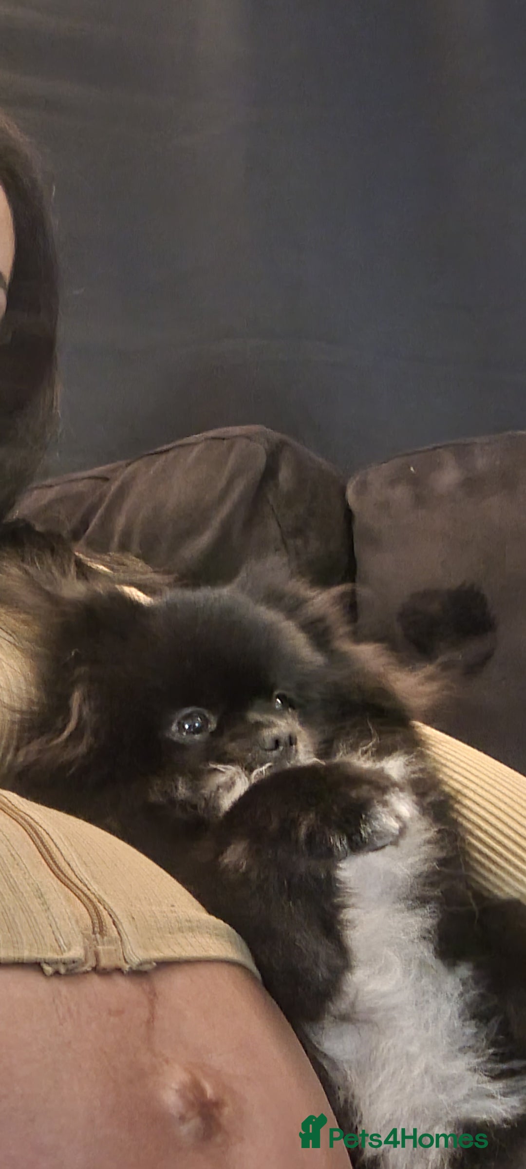 Pomeranian dogs for sale: 2 pomeranian bitches for sale - Image 6