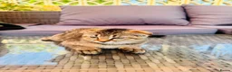 Scottish Fold cats for sale: ✨ Kittens Looking for Forever Homes ✨ - Advert 24