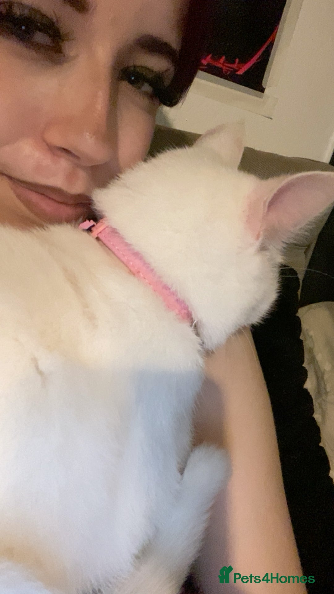 Mixed Breed cats for sale: white cat - Advert 2